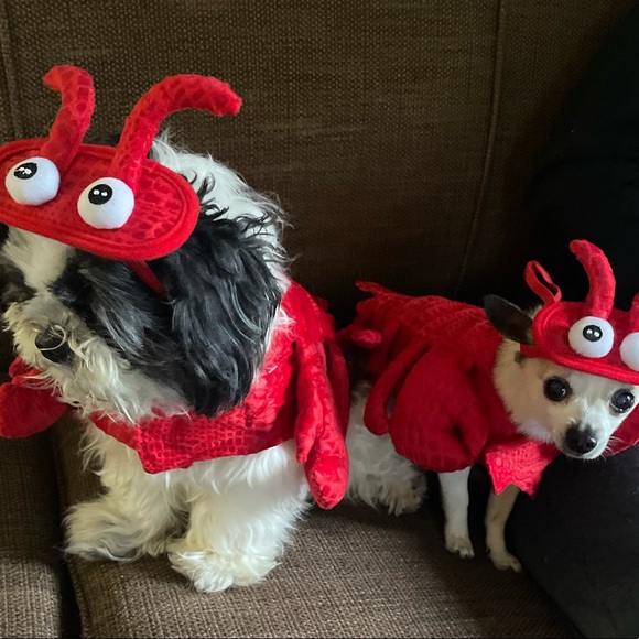 Meet your Posher, Rachael - Picture 15 of 16